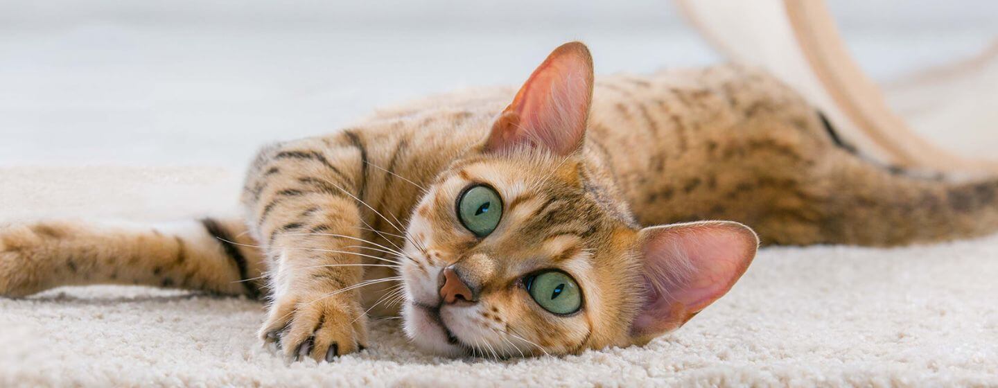 Kat med grønne øjne