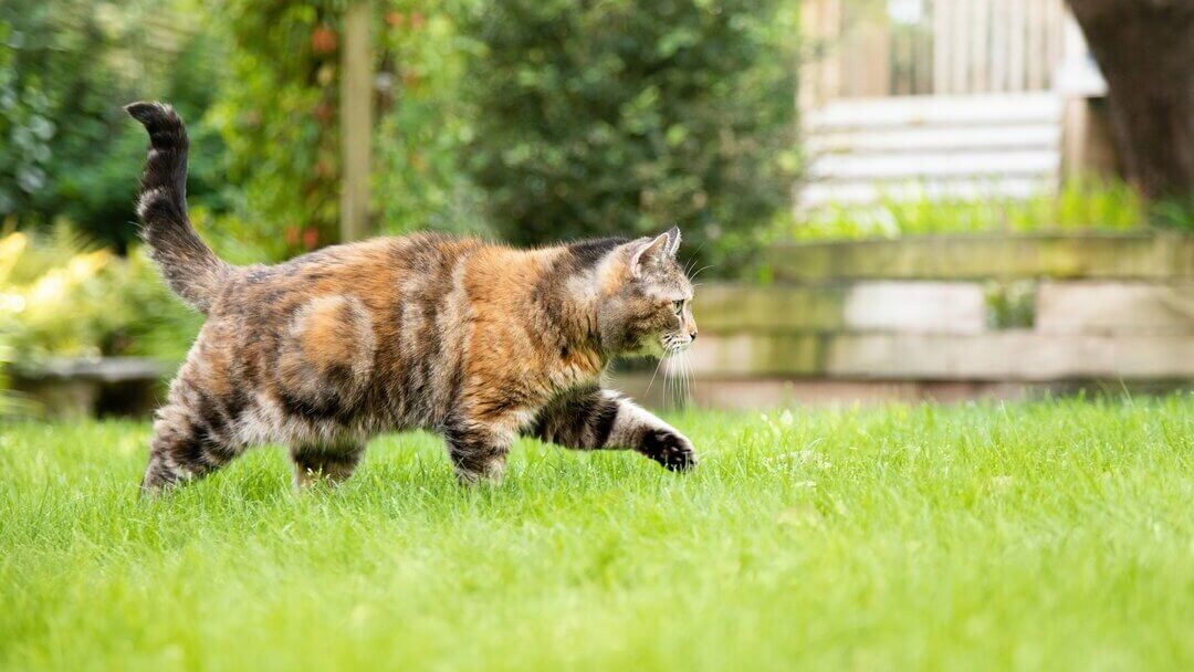 Mørkebrun, plettet kat, der går gennem græsset.