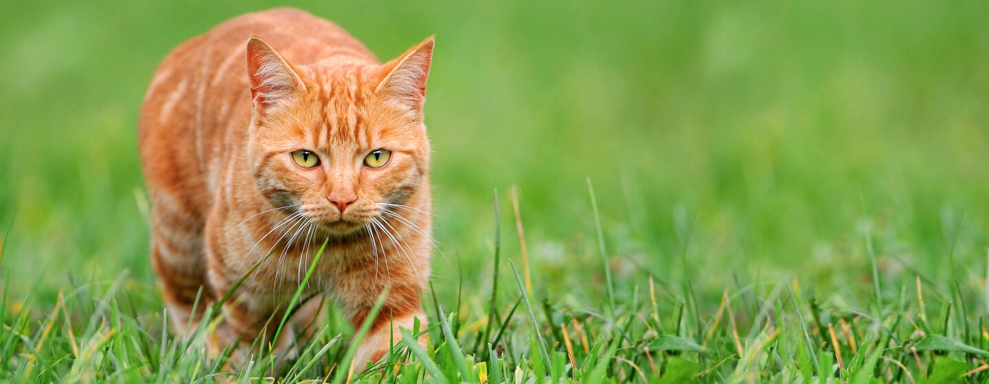 rødhåret kat på græsjagt