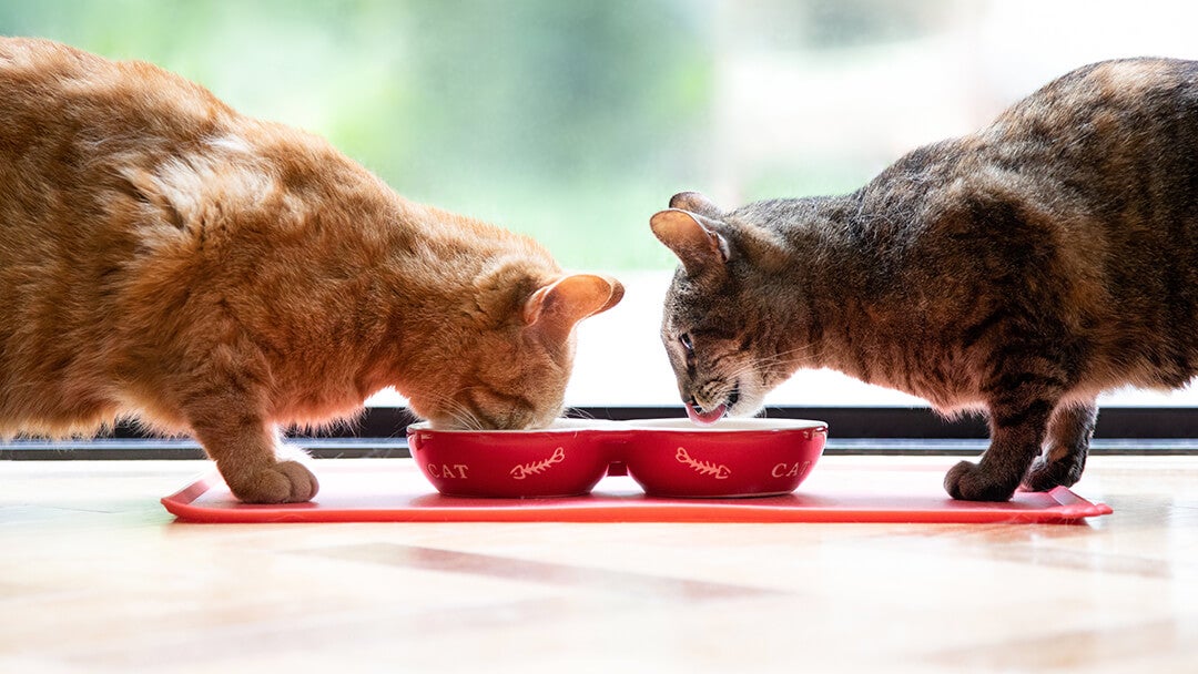 To katte spiser af en rød skål