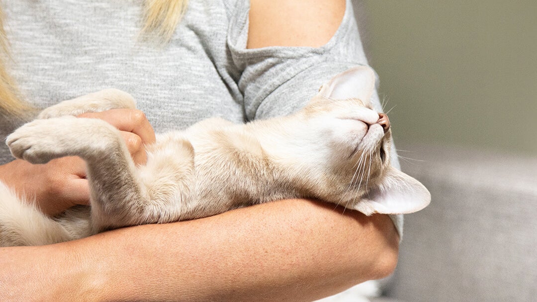 Kat ligger i en kvindes arme