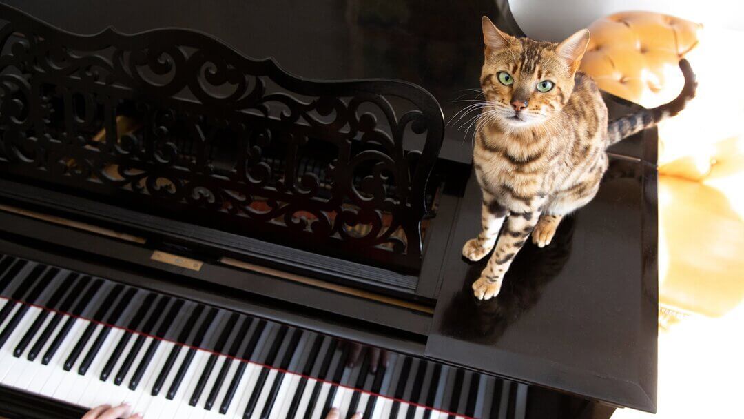 Bengalsk kat sidder på et klaver, mens der bliver spillet.