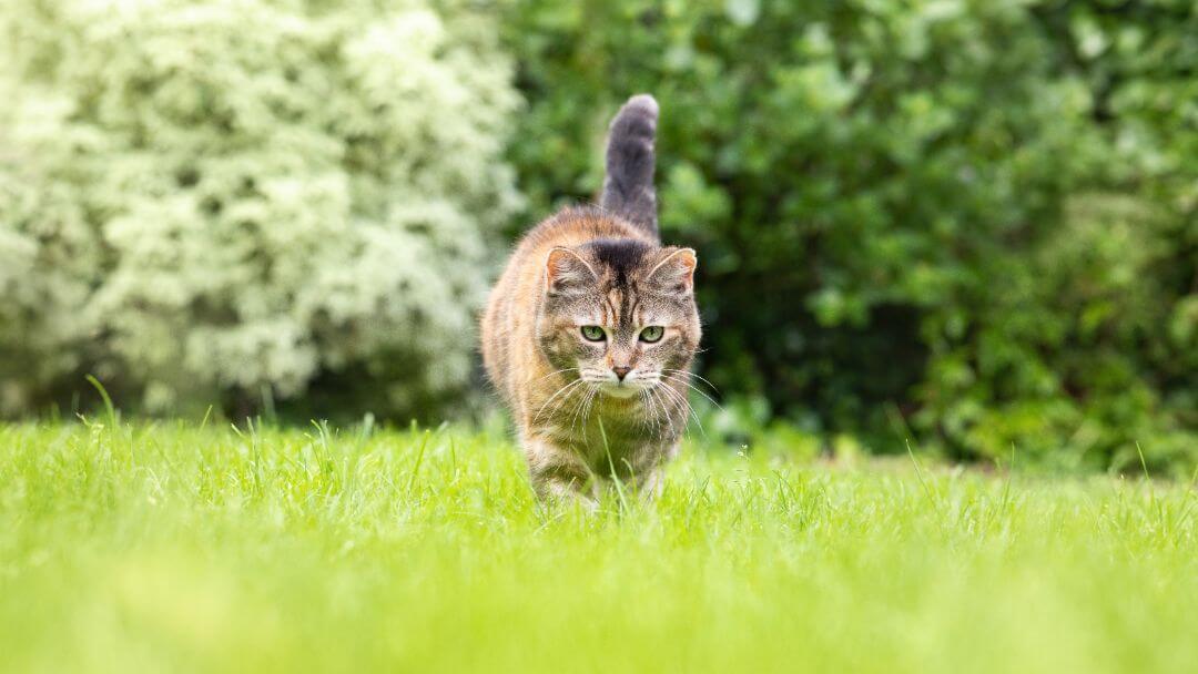 Kat lusker rundt i græsset