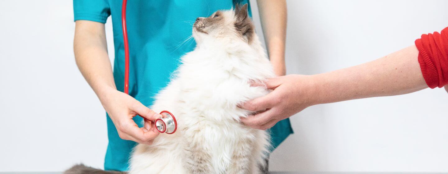 Fluffy kat bliver tjekket af en dyrlæge.