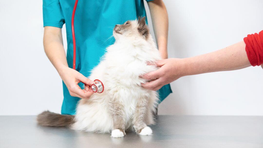 Fluffy kat bliver tjekket af en dyrlæge.