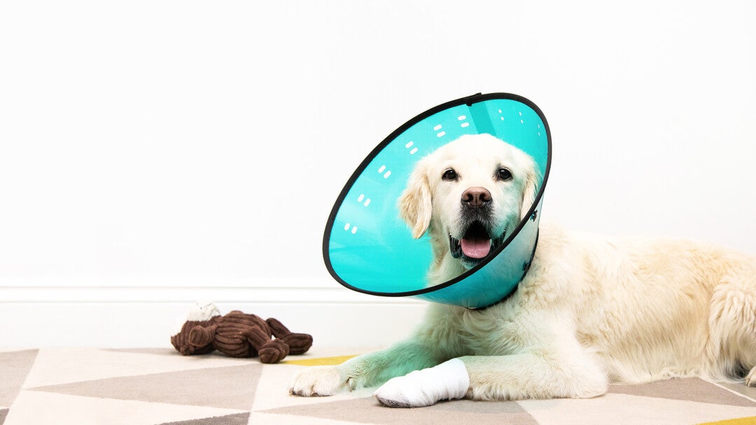 Hund med en blå kegle og en bandage på benet