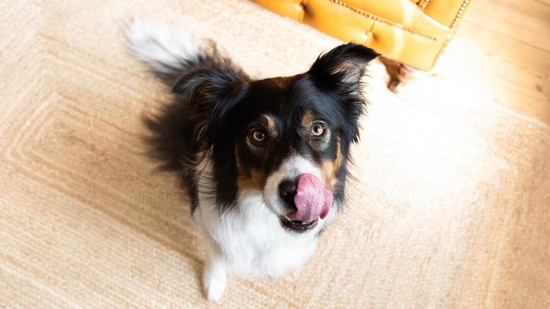 Sort, brun og hvid hund slikker sig om munden siddende på gulvet