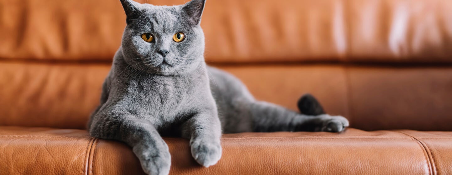 Grå kat sidder på en lædersofa.