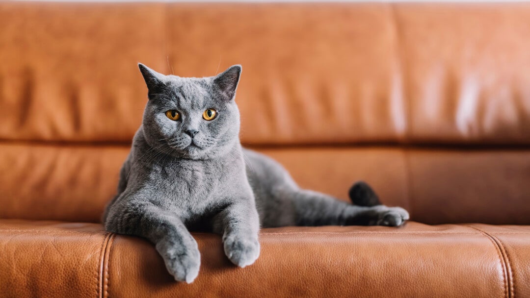 Grå kat sidder på en lædersofa.