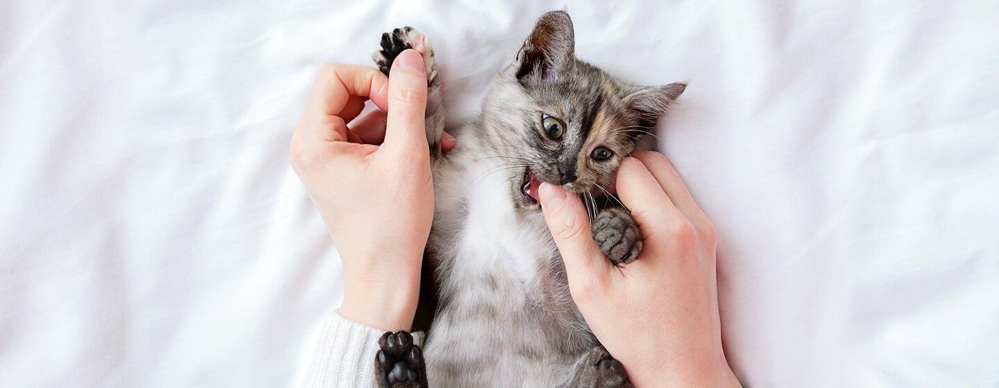 Lille grå killing bider sin ejer i tommelfingeren.