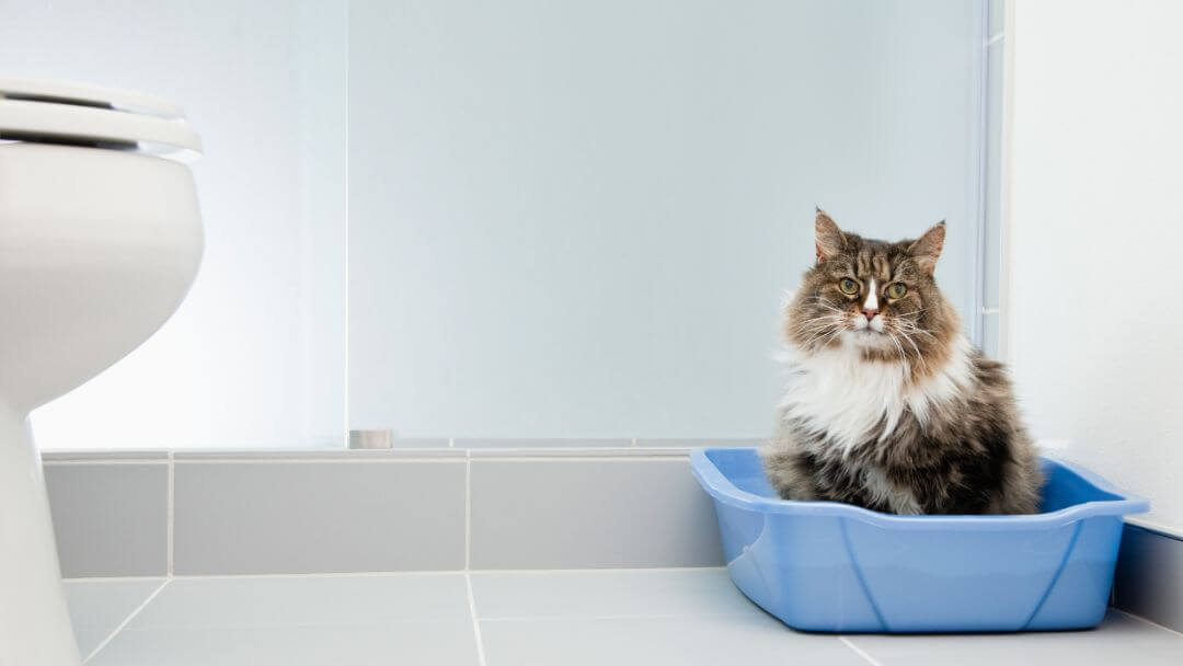 katten sidder i en blå kattebakke på badeværelset