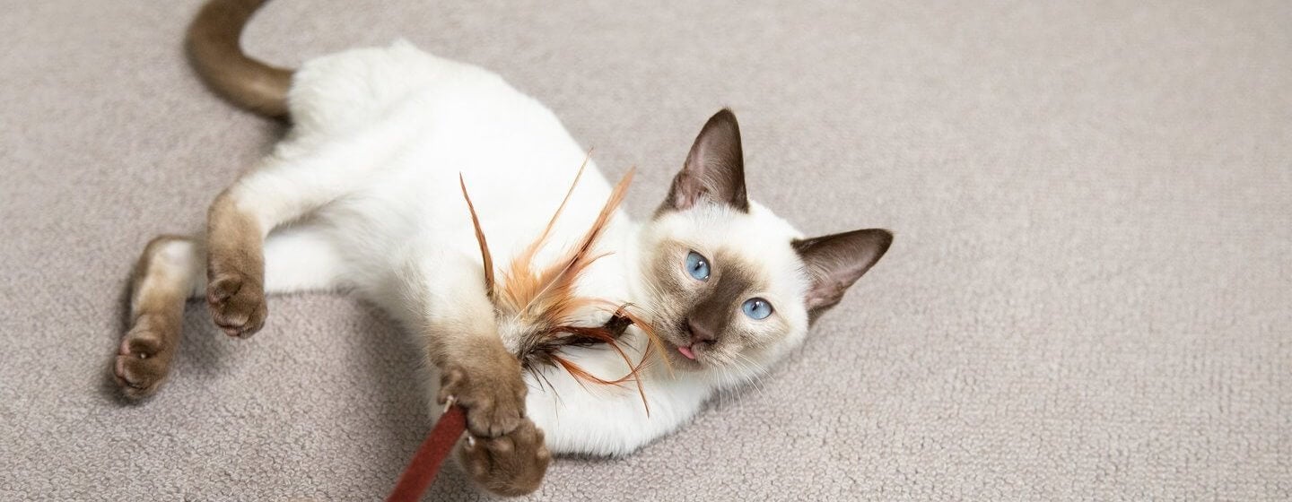 Blåøjet kat leger med fjerstav på gulvet