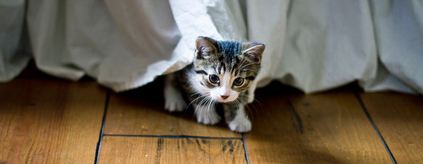 lille killing kommer ud fra under en seng