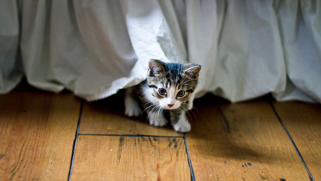 lille killing kommer ud fra under en seng