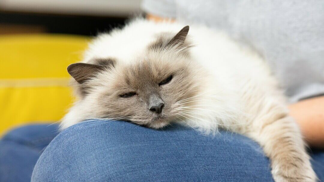 Sovende kat på ejerens knæ