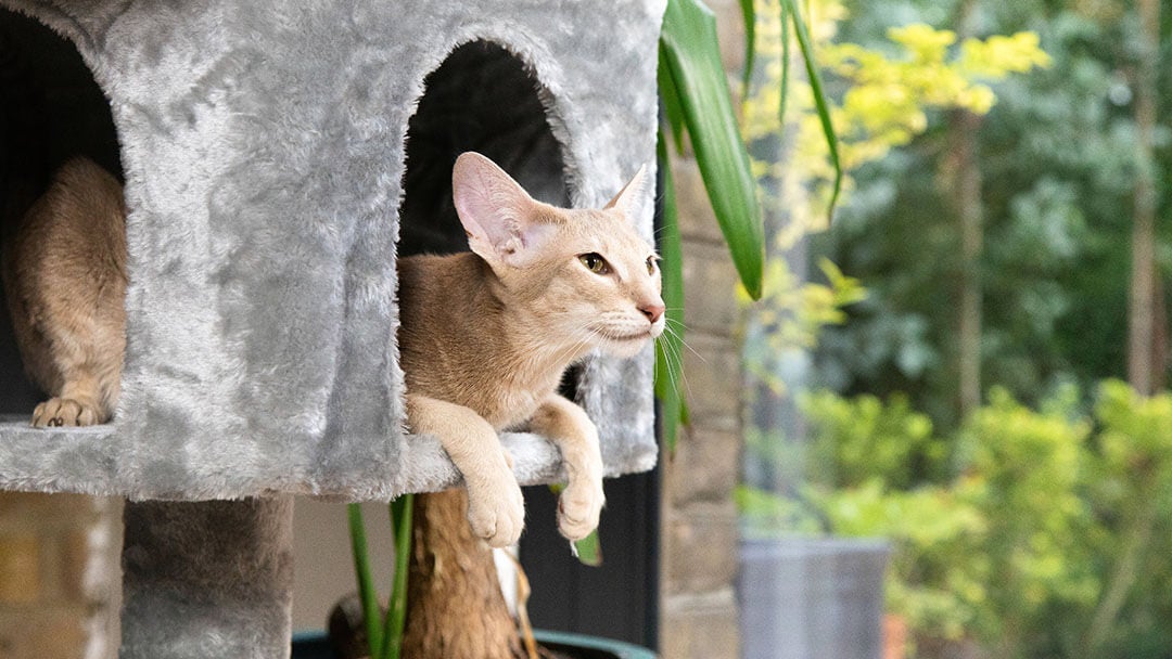 Lyshåret kat sidder i en grå kattekurv.