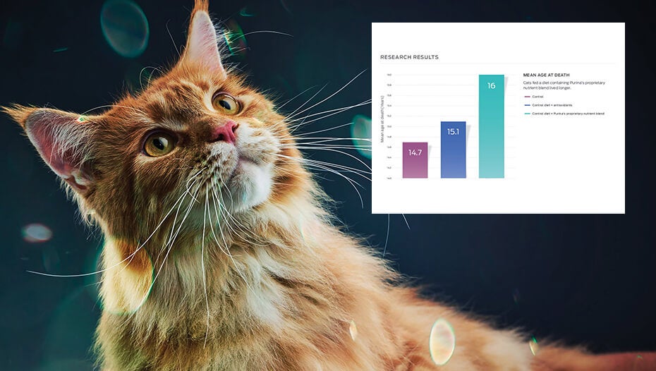 Ingefærkat og grafisk søjlediagram