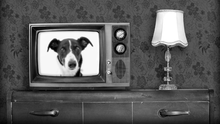 Sort-hvidt gammelt tv med hund på