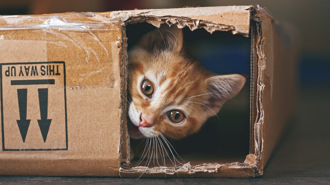 rødhåret kat gemmer sig i en papkasse