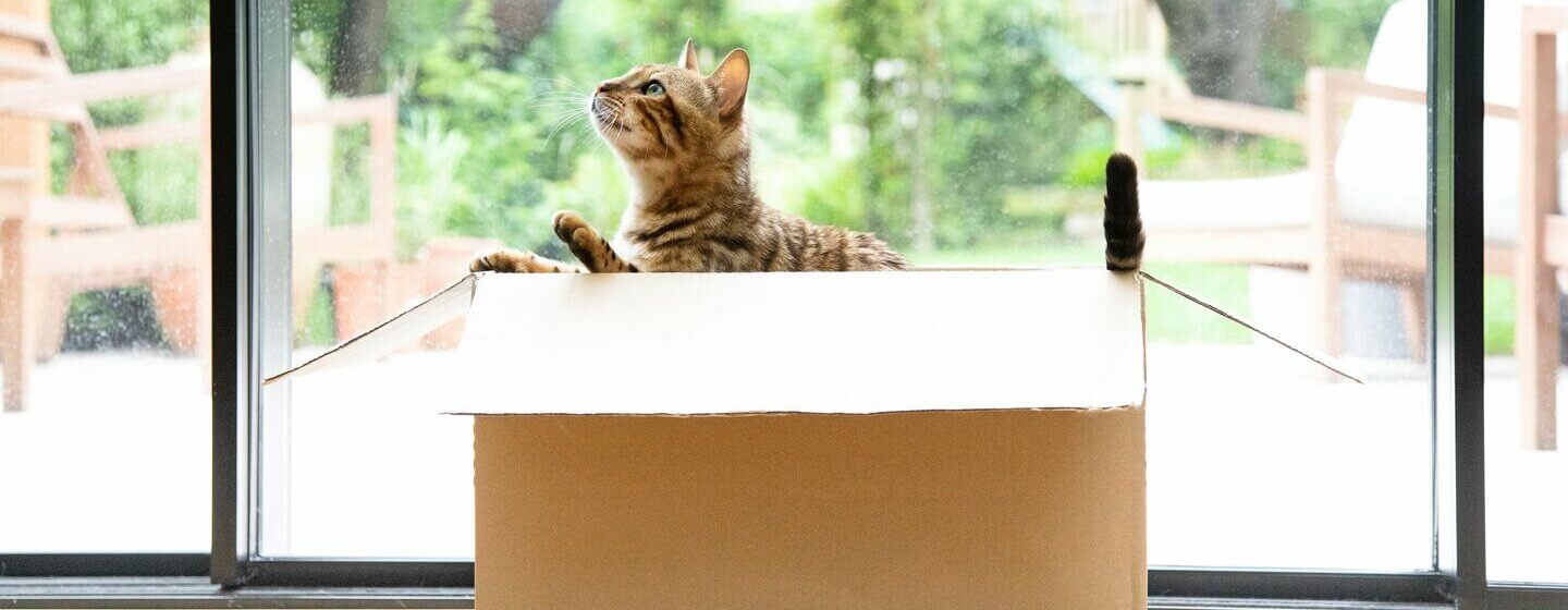 Bengalsk kat sidder i en flyttekasse