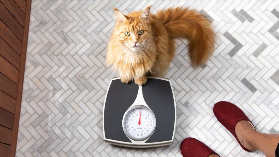 Liste over kattefoder til vægtstyring 