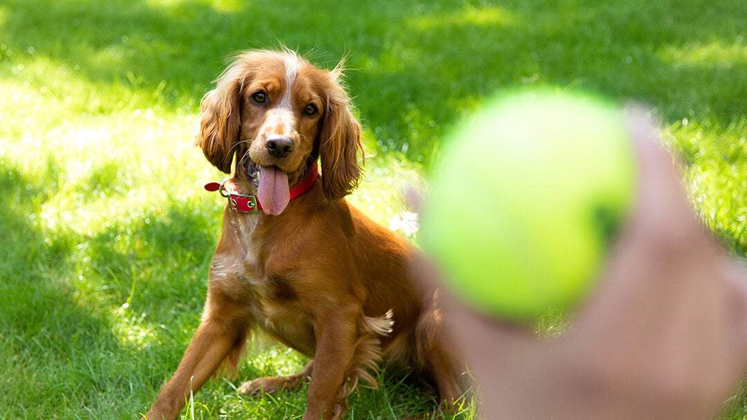 Hund spiller bold med tennisbold