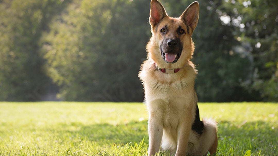 Schæferhund på marken