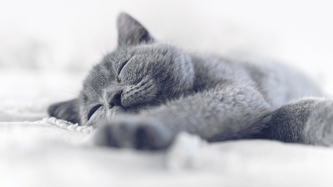 blå/grå kat, der sover