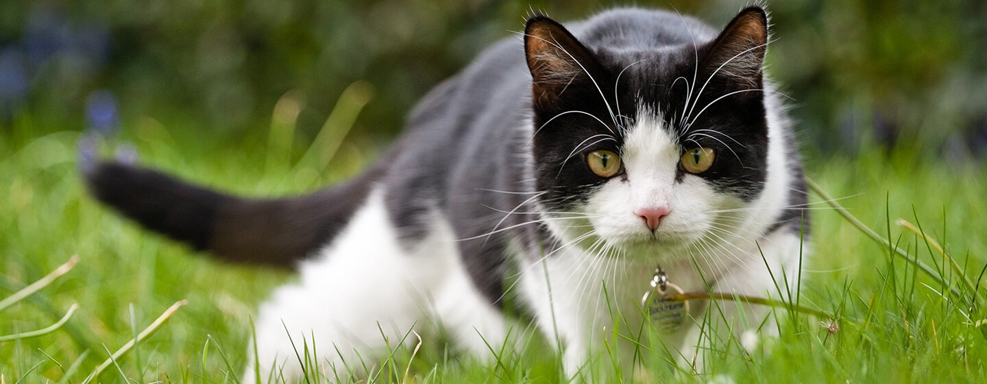 Kat på jagt i græs