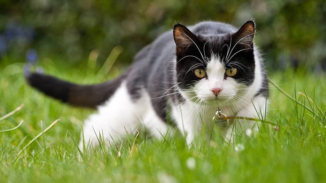 Kat på jagt i græs