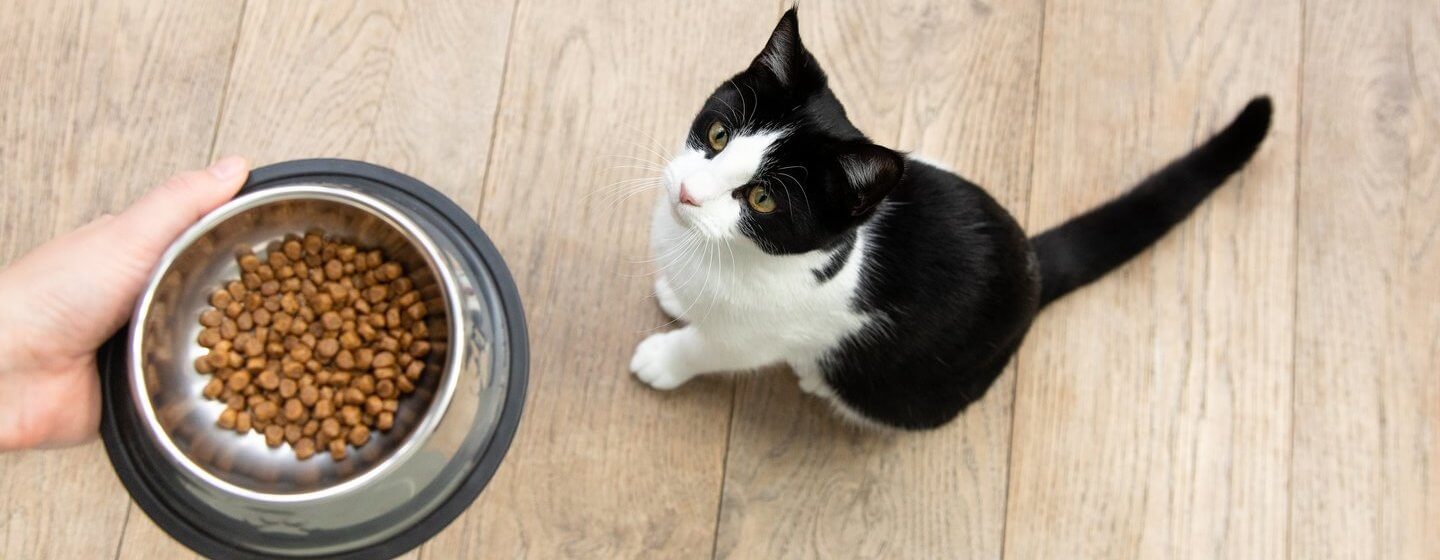 Kat stirrer op på skål