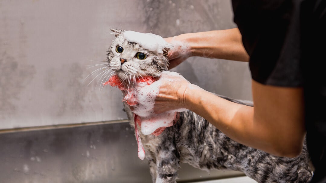 Grå kat bliver badet af sin ejer