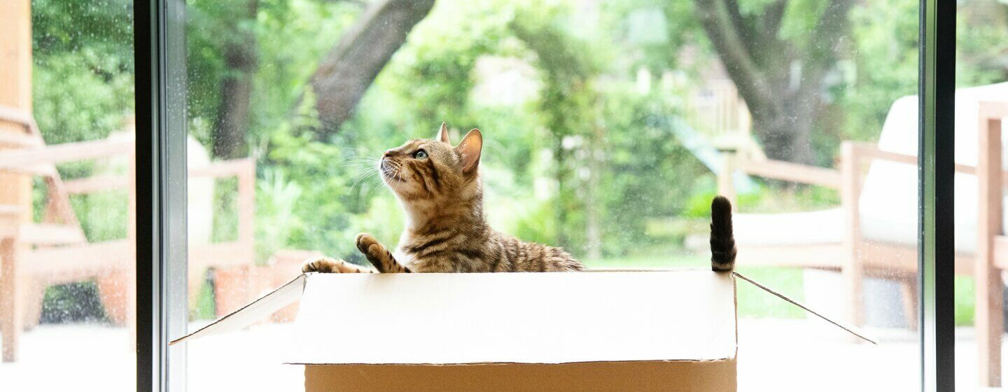 Bengalsk kat leger i en papkasse.