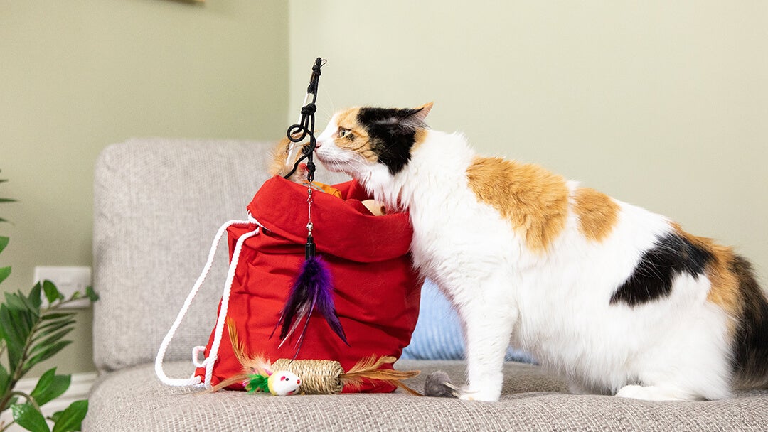 Kat snuser til legetøj i rød pose.