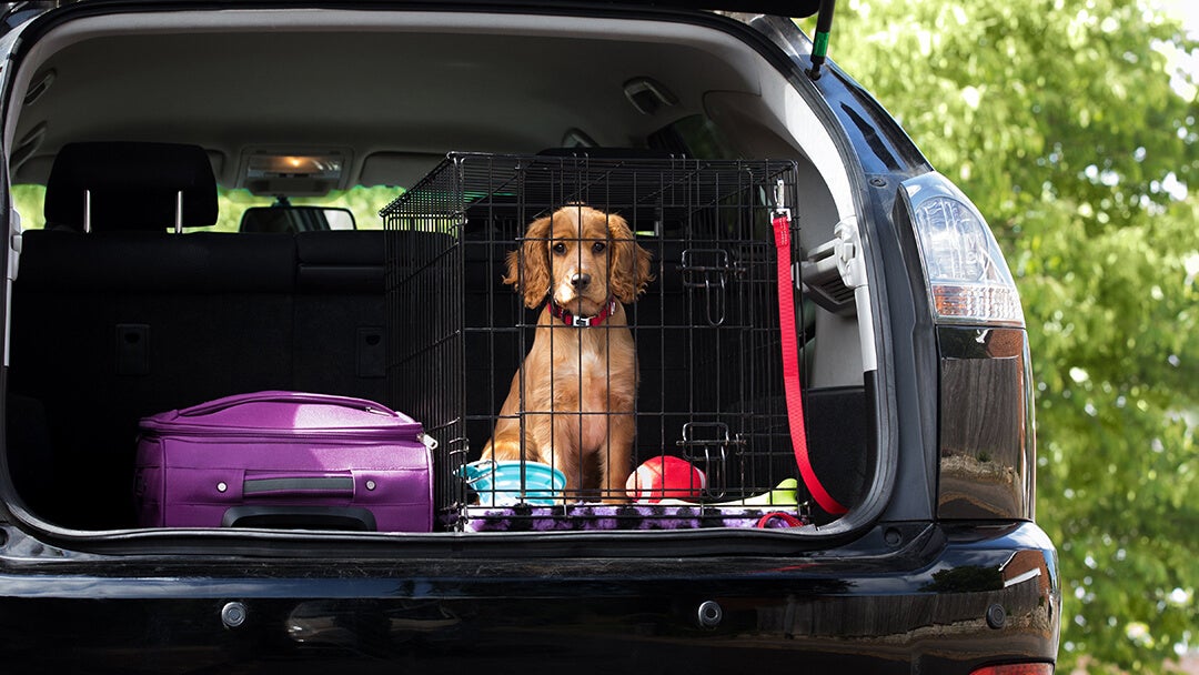 hundehvalp bag i bilen