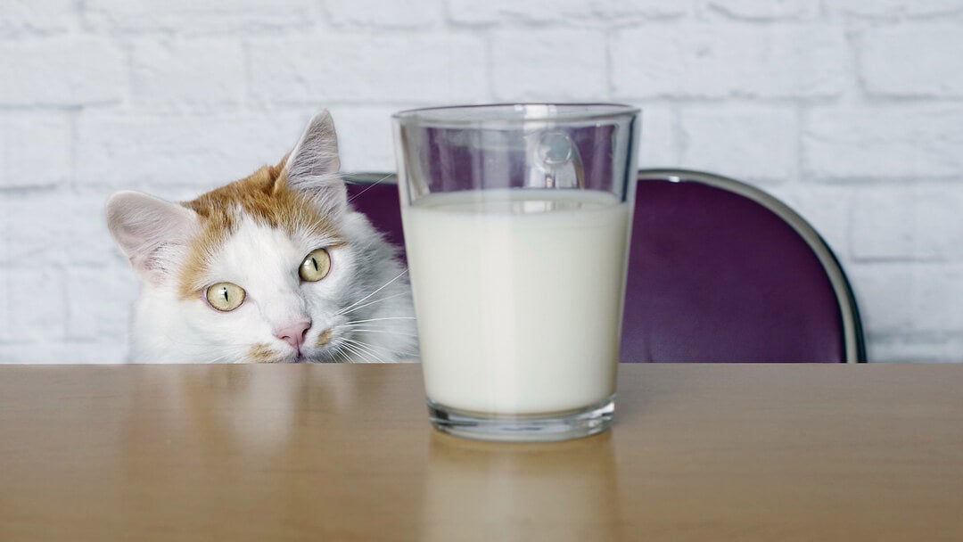 kat kigger på mælk