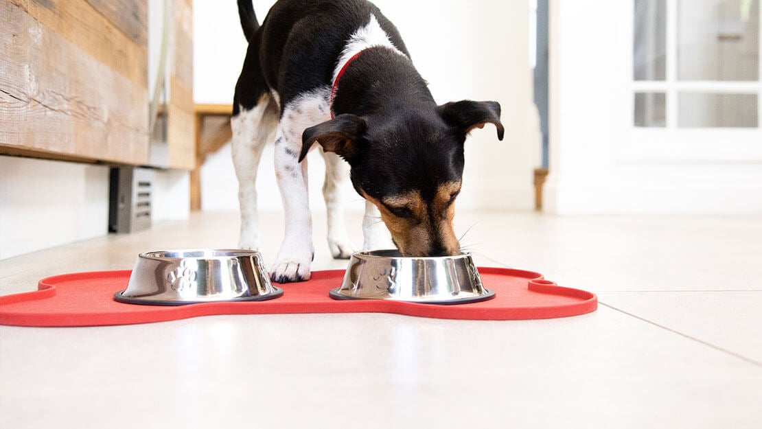 hund, der spiser af en madskål