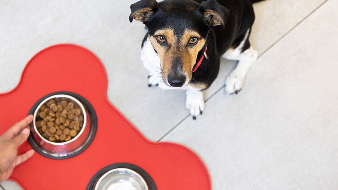 hund ser op på tørfoder