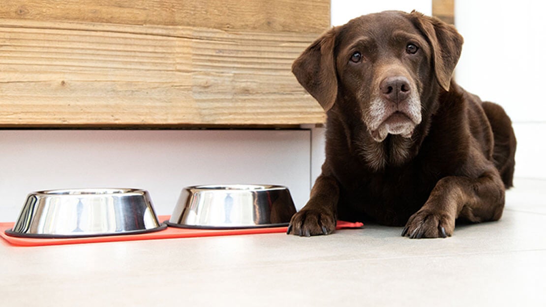 Ældre labrador ligger ved siden af en skål med mad