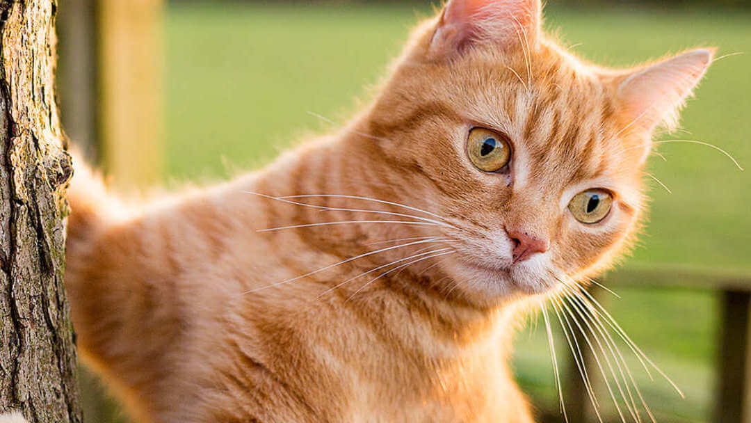 Ginger Cat klatrer op i et træ