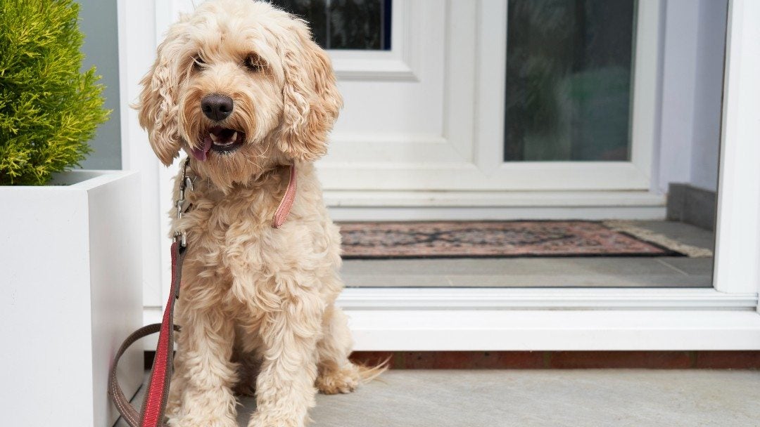 Cockapoo sidder ved hoveddøren