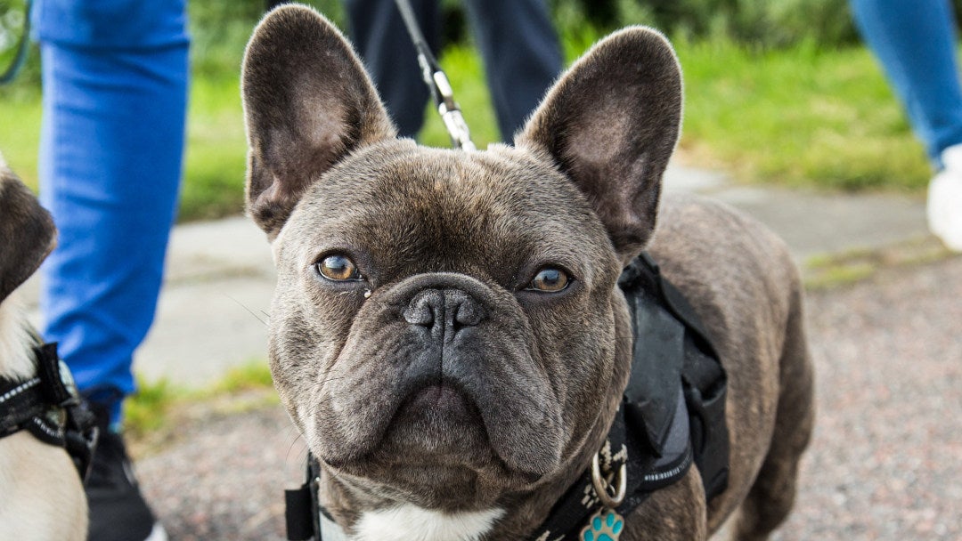 Mops og fransk bulldog går sammen