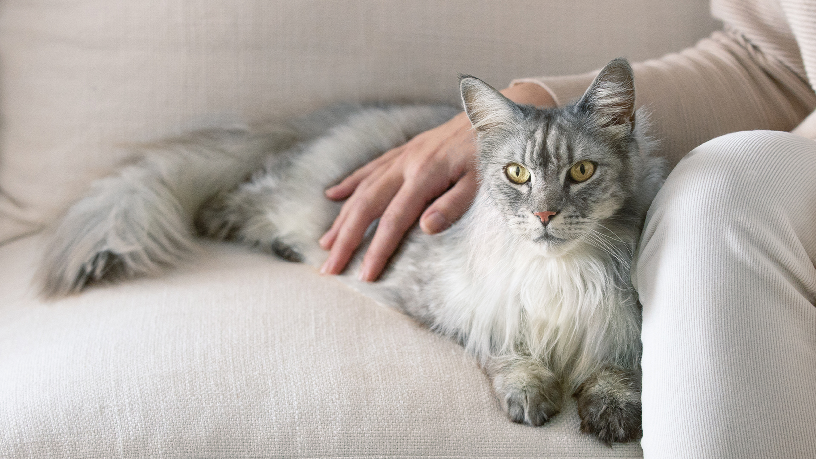En langhåret grå kat ligger på en sofa med dens ejers hånd på dens ryg