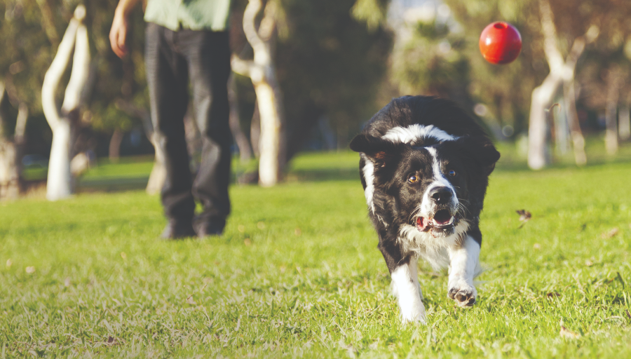 Border Collie løber efter en rød bold over et græsområde