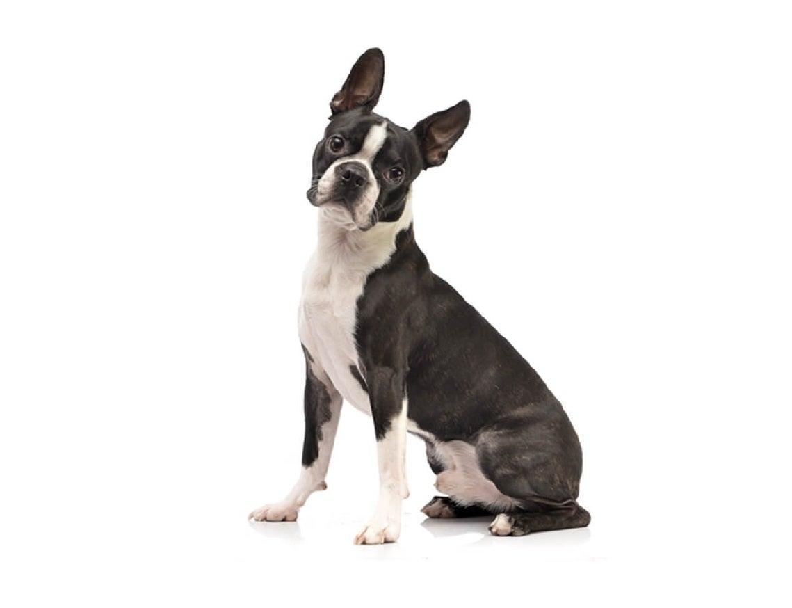 Boston Terrier