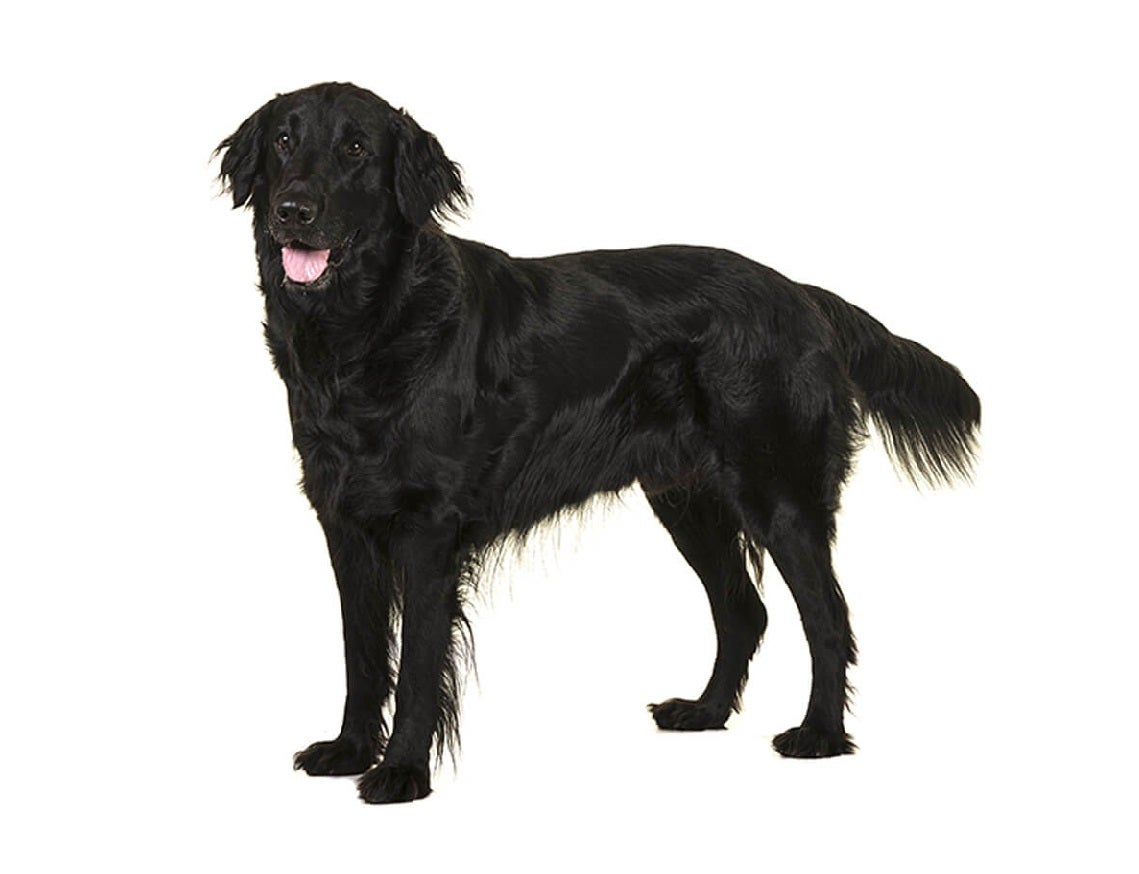 Flat-coated retriever