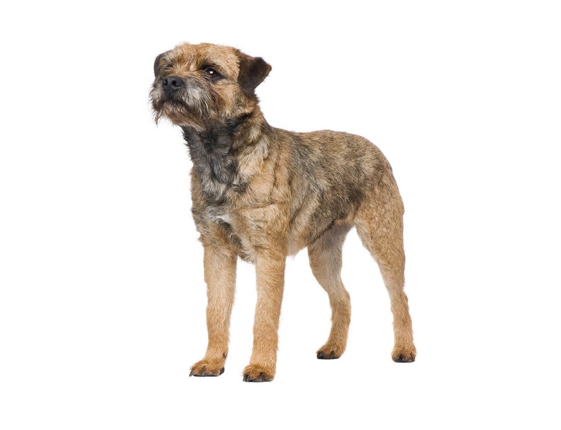 Border Terrier