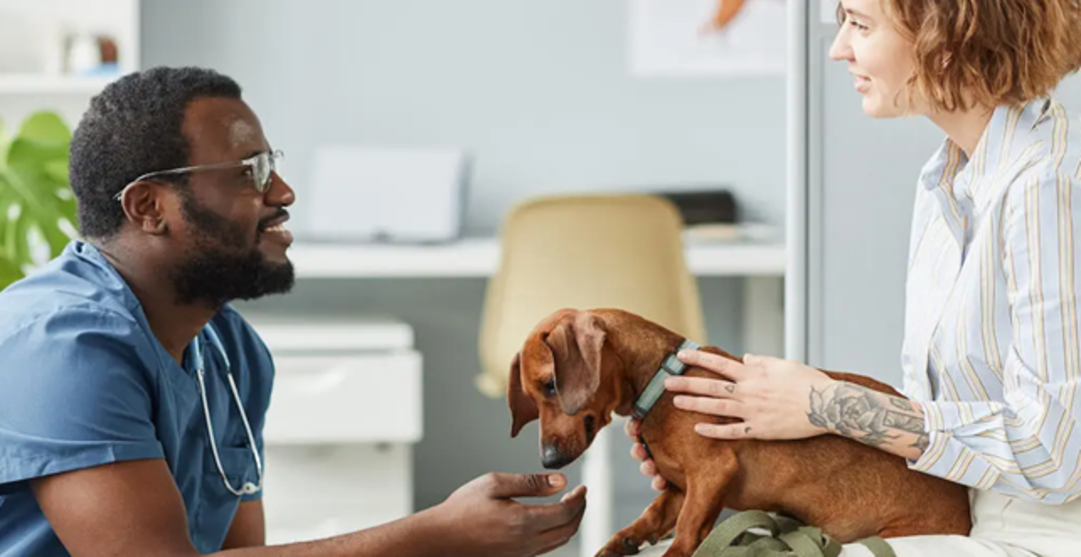 Hvornår bør du kontakte dyrlægen