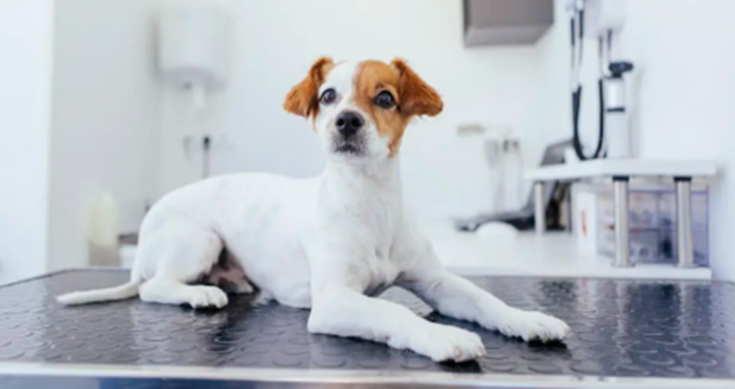 hund sidder på dyrlægebordet