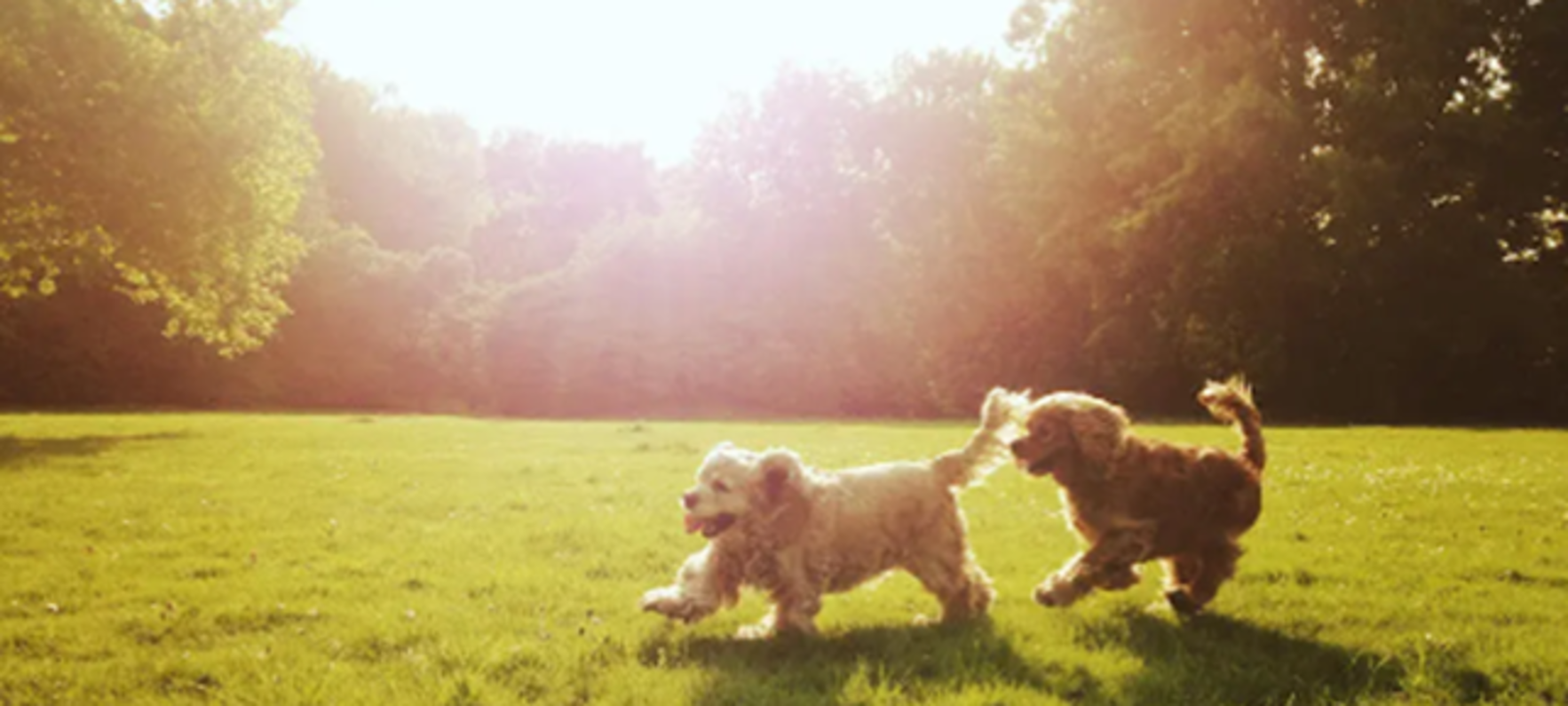 to hunde løber og leger på marken